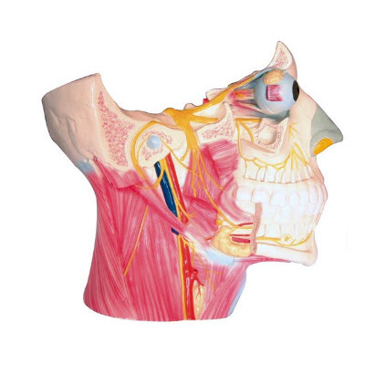 腦神經(jīng)在頭頸部分布模型 yj/jj1288