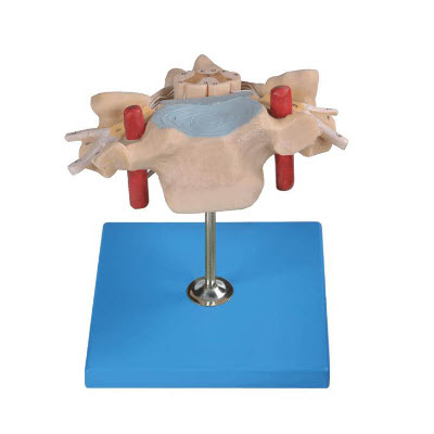 頸椎附脊髓和脊神經(jīng)放大模型 YJ/SJ106