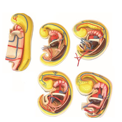 消化、呼吸、泌尿生殖、體腔的發生解剖示教模型 YJ/ZZ2017