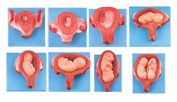 胎兒(胚胎)妊娠發(fā)育過程模型 JX/A42005