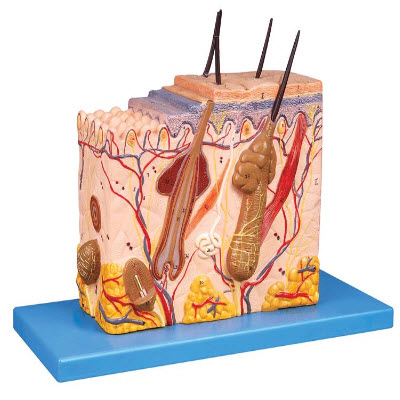 皮膚組織結構放大模型 YJ/ZZ1002
