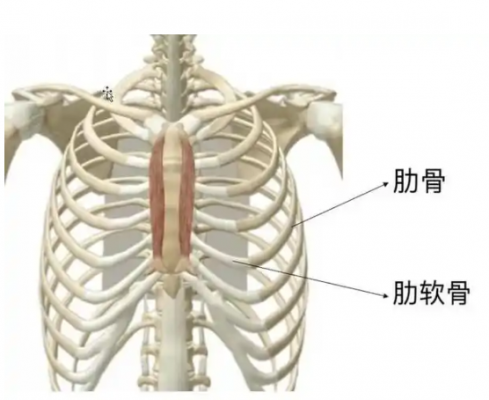 肋骨板系統(tǒng) 貝思達(dá)